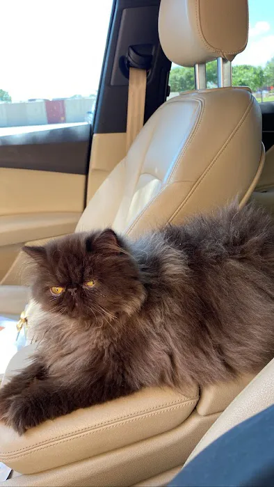 Luxury Persians of Texas 12