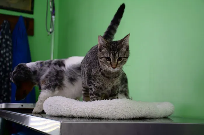 Giles County Animal Hospital 7