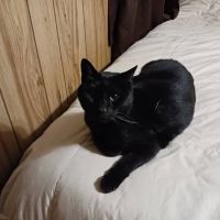 Giles County Animal Hospital ico