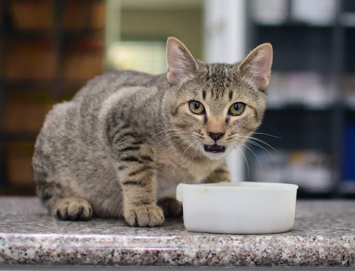 Giles County Animal Hospital 8