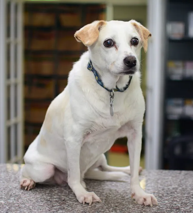 Giles County Animal Hospital 3