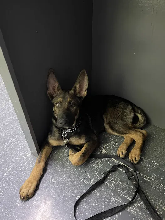 Giles County Animal Hospital 2
