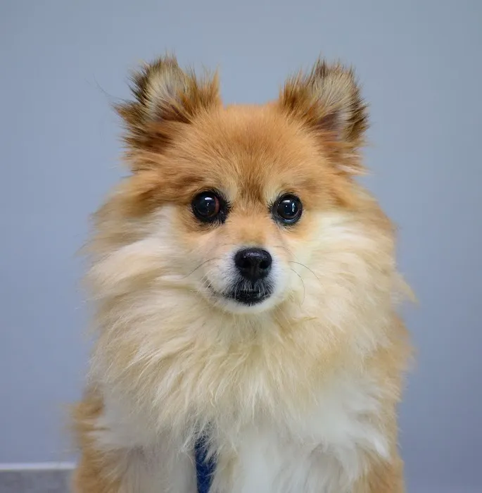 Giles County Animal Hospital 6