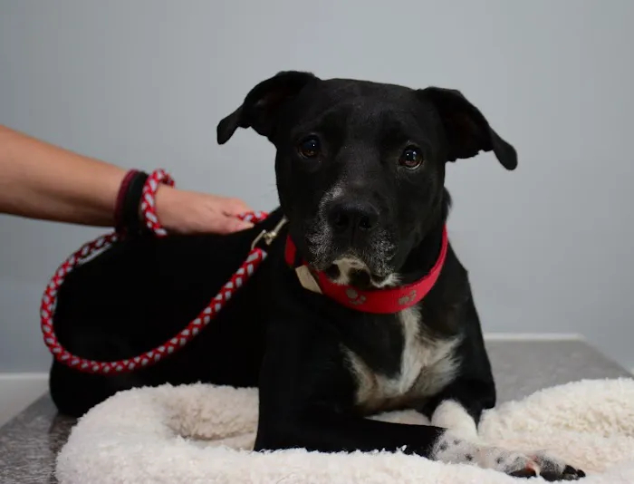 Giles County Animal Hospital 4