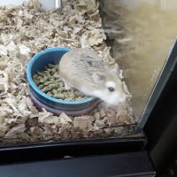 Petco ico