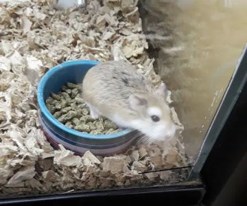 Petco