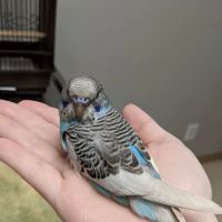 Smith County Animal Clinic ico