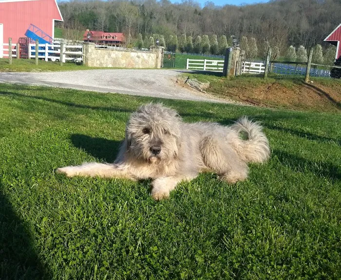 Smith County Animal Clinic 9