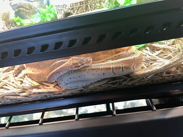 Reptile Pets Direct 12