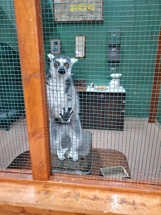 Polly's Pet Shop 4