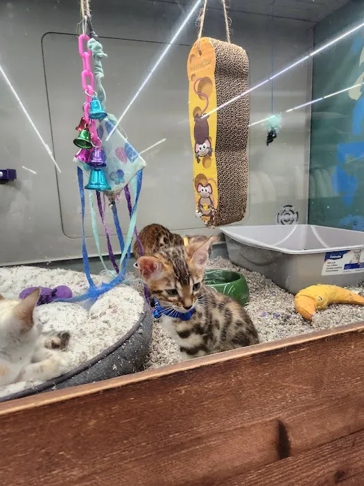 Polly's Pet Shop 9