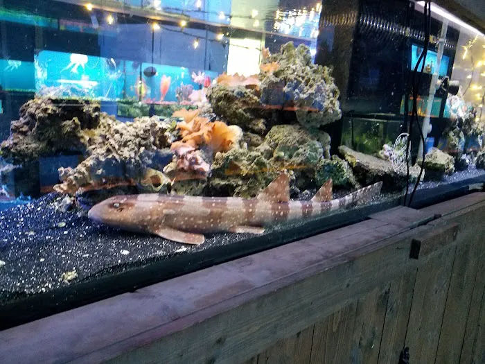 Polly's Pet Shop 10
