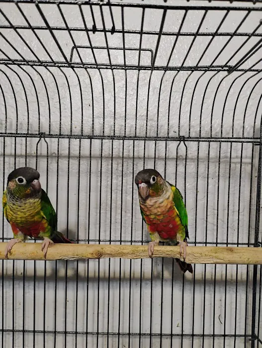 PARAKEET WORLD PET SHOP 12