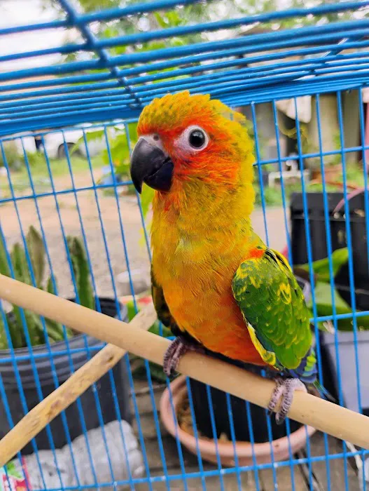 PARAKEET WORLD PET SHOP 12