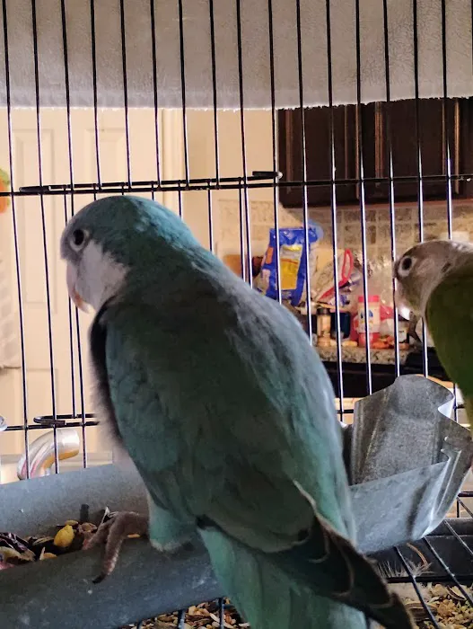 PARAKEET WORLD PET SHOP 12