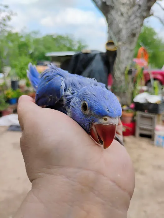PARAKEET WORLD PET SHOP 12