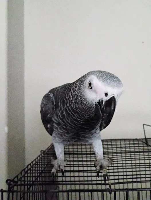 PARAKEET WORLD PET SHOP 12