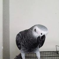 PARAKEET WORLD PET SHOP ico