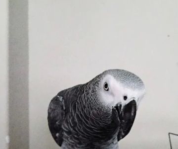 PARAKEET WORLD PET SHOP