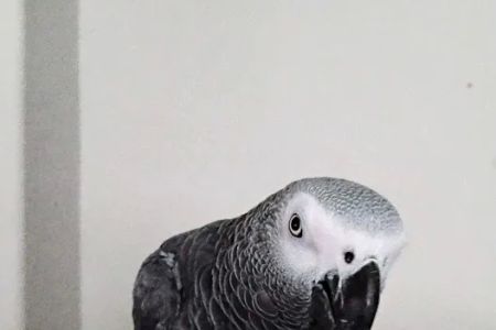 PARAKEET WORLD PET SHOP
