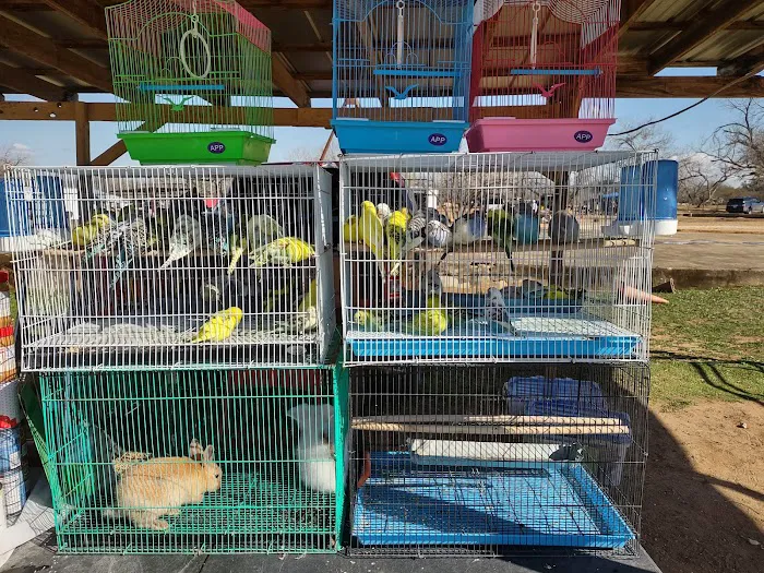 PARAKEET WORLD PET SHOP 12
