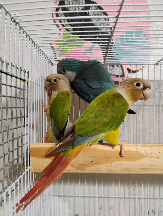 PARAKEET WORLD PET SHOP 12