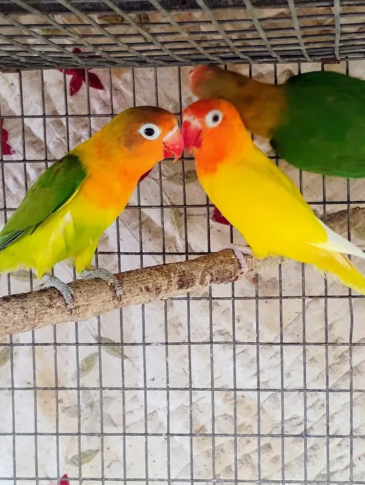PARAKEET WORLD PET SHOP 12