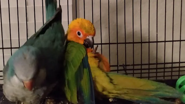 PARAKEET WORLD PET SHOP 12