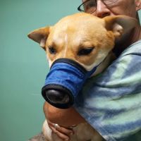 Trousdale County Veterinary Services ico