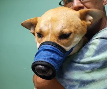Trousdale County Veterinary Services
