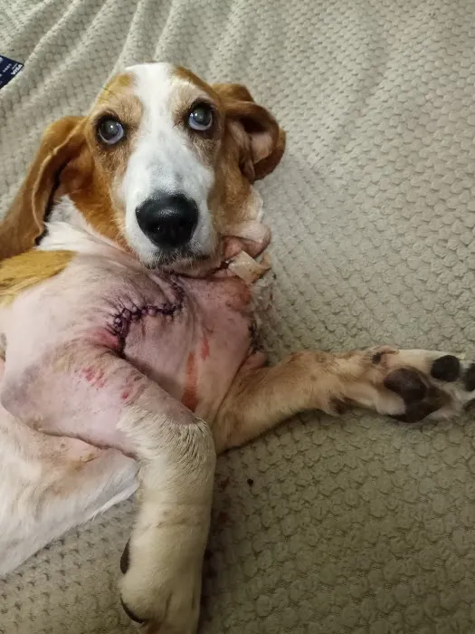 Trousdale County Veterinary Services 8
