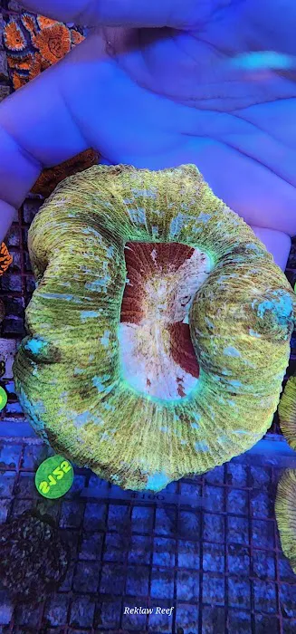 Reklaw Reef 7