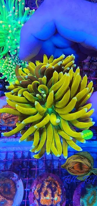 Reklaw Reef 9