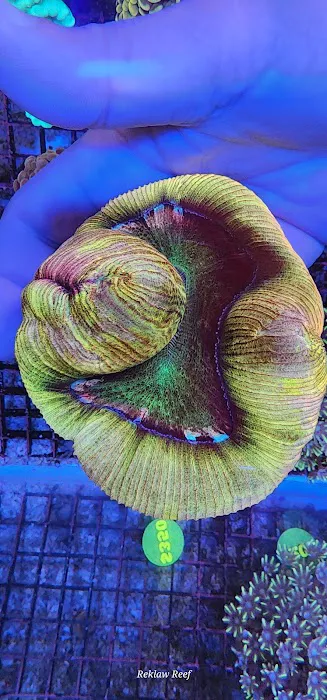 Reklaw Reef 5