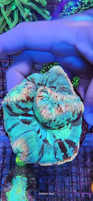 Reklaw Reef 8