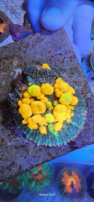 Reklaw Reef 4