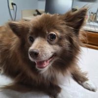 VCA Ragland & Riley Animal Hospital ico