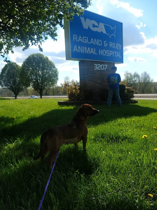 VCA Ragland & Riley Animal Hospital 2
