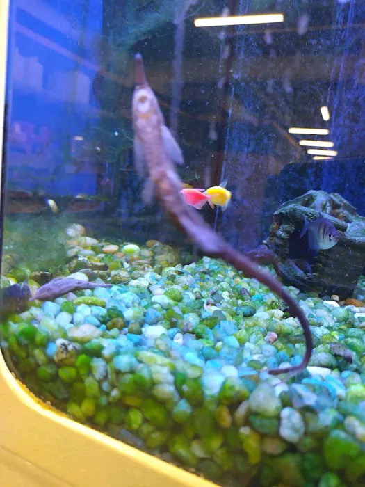 Bird Dog & Cat Fish 1