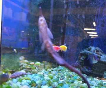 Bird Dog & Cat Fish