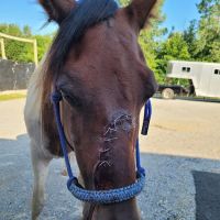 Livingston Veterinary Clinic ico