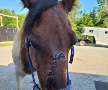Livingston Veterinary Clinic
