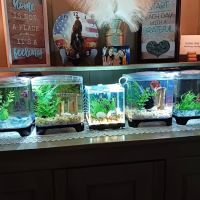 Papa Jim's Tropical Fish ico