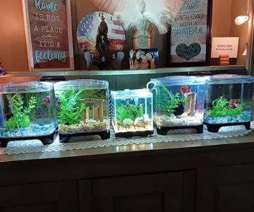 Papa Jim's Tropical Fish