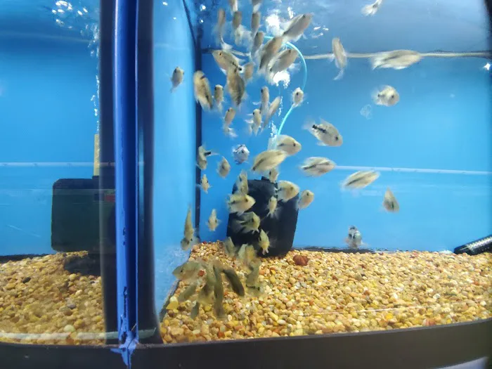 Papa Jim's Tropical Fish 2