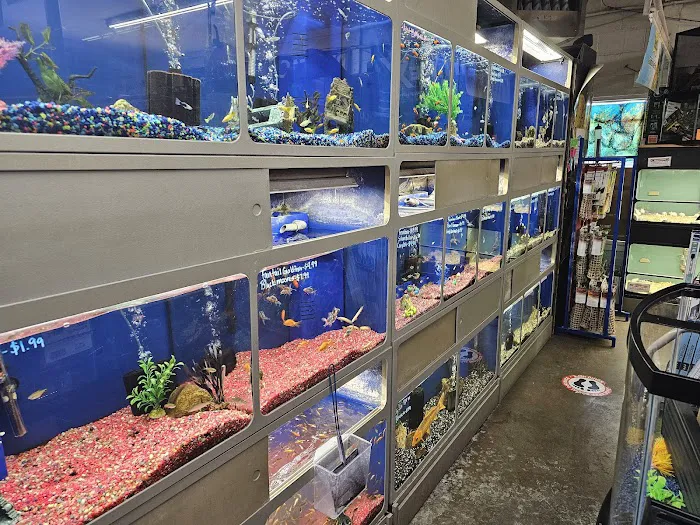 Southside Aquatics 9