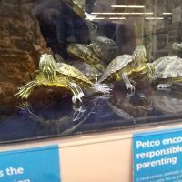 Petco ico