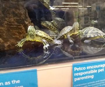 Petco