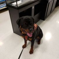 Banfield Pet Hospital ico