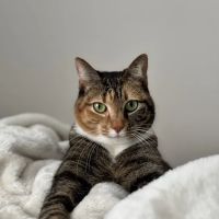 UrgentVet ico